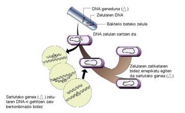 1. Irudia: Bakterioen eraldatzea.<br>209